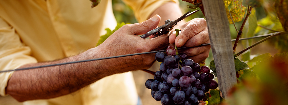 Man cutting grapes off vine at wine vineyard.